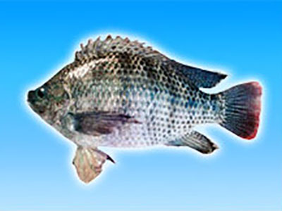 船舶伙食供应